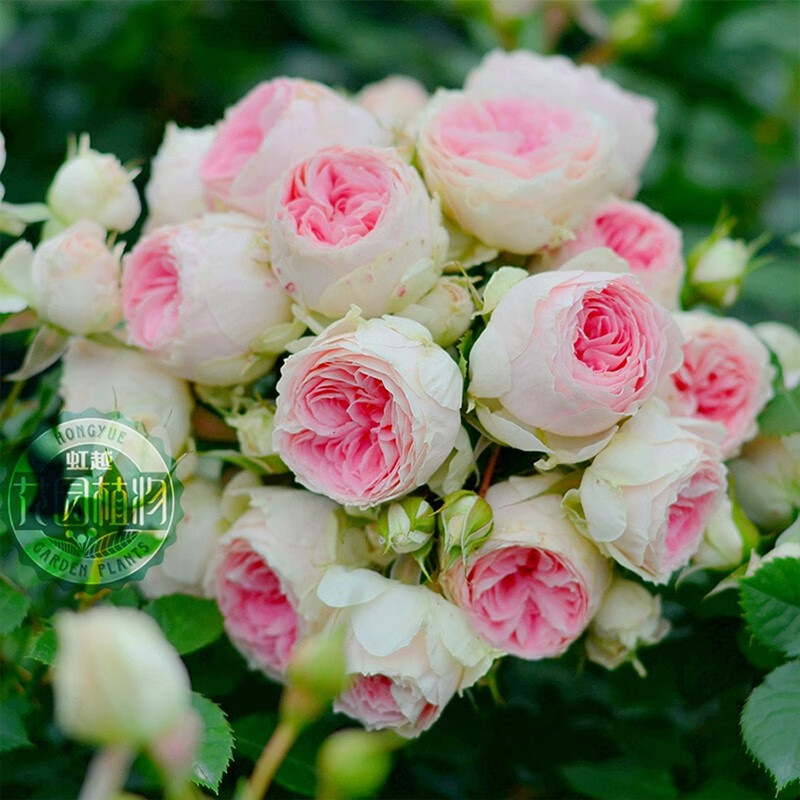 果汁阳台龙沙宝石黑巴克花园庭院藤本灌木月季花卉ks 绒球门廊 3l