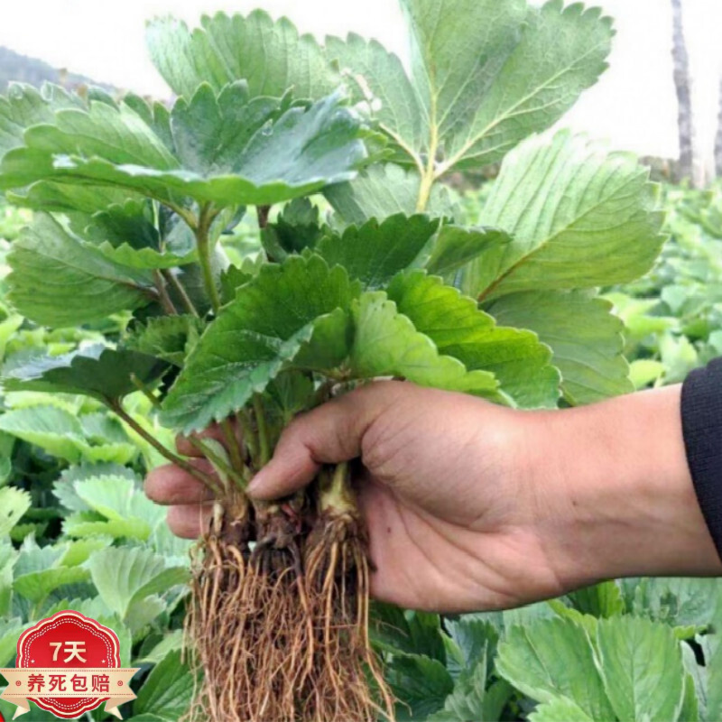 京东看苗木历史价格曲线|苗木价格走势图