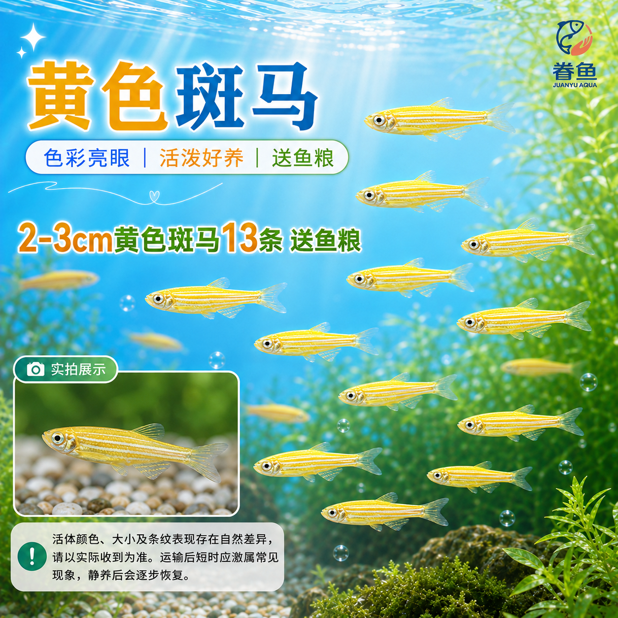 眷鱼七彩斑马鱼【顺丰发货】观赏鱼新手好养小型热带鱼群游淡水鱼 【顺丰包邮】2-3cm黄色斑马鱼13条 送鱼粮