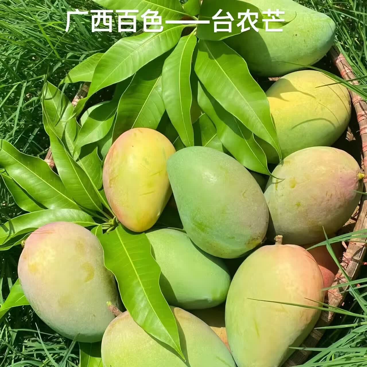 百色芒果精品礼盒台农贵妃大金煌芒两拼三拼装产地直发坏果包赔 一级精品大果礼盒装净果8斤（台农 、金煌、贵妃三拼）