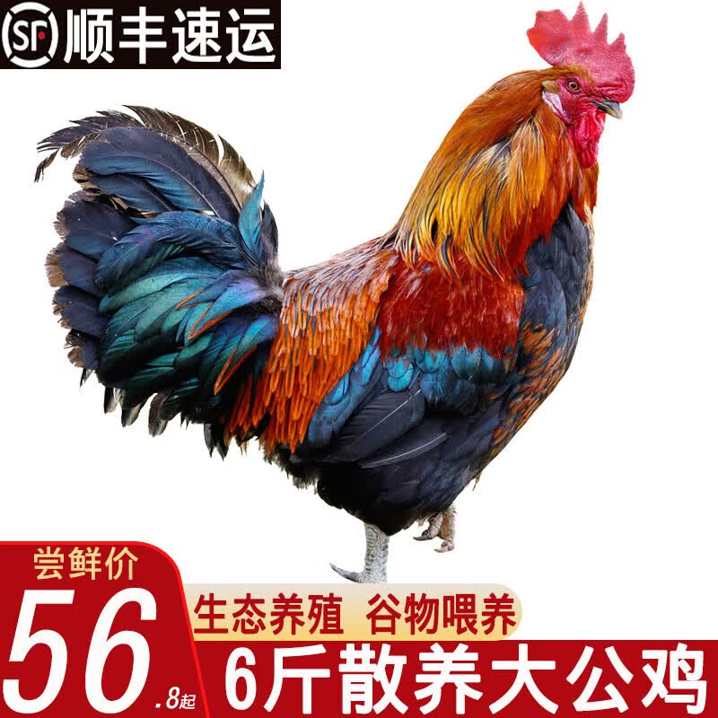 果鲜岛公鸡 山东大公鸡 农家散养新鲜冷冻土鸡 生鲜鸡肉 净重6斤左右