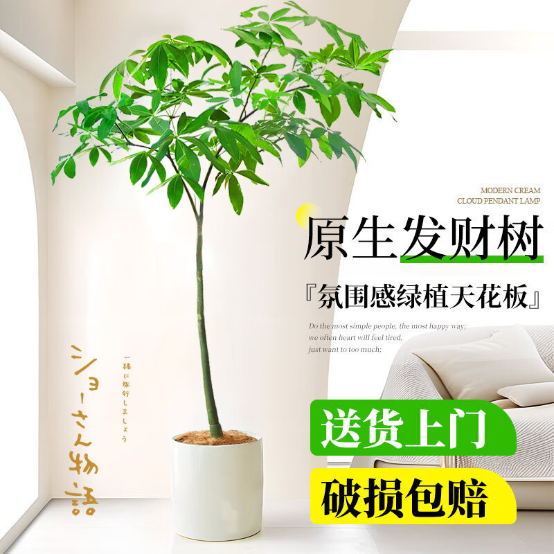 筠钗原生发财树客厅盆栽大绿植办公室内八方来财开业送礼招财树落地 【原生发财树】1.4-1.6m(圆柱盆)