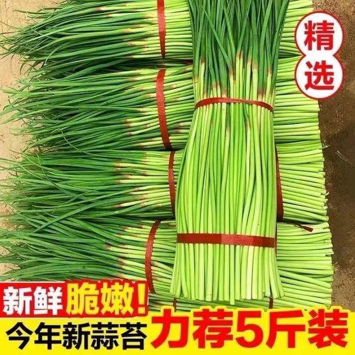 5斤蒜苔新鲜现发嫩蒜薹批发红帽蒜苔蒜毫农家自种蒜苔包邮超低价 净重3斤【保鲜膜发货】 脆嫩可口