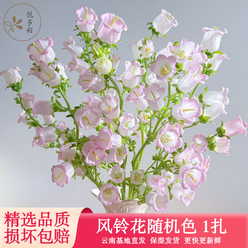 悦多彩AB级马蹄莲水仙百合鲜切花鲜花家庭室内水养云南基地直发客厅装饰 风铃花 随机色 1扎