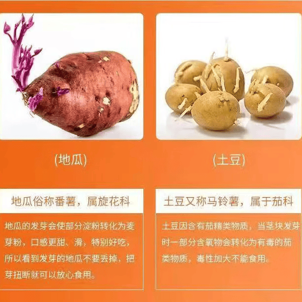 沁园秋陕西板栗红薯沙地新鲜自然熟地瓜番薯生鲜蔬菜 带箱8.5斤中果（净重8斤+）
