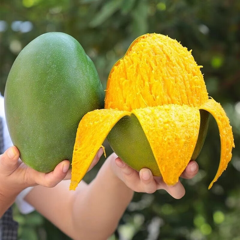 鲜耐云南现摘澳芒大果凯特芒果香甜Q滑肉厚核薄 大果(单果300g+) 净重9斤