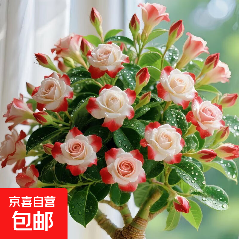 【夏季新品】稀有多头沙漠玫瑰重瓣老桩浓香多肉绿植四季室内外 红边粉白花     根直径（2-4公分） 带黑色育苗盆发货
