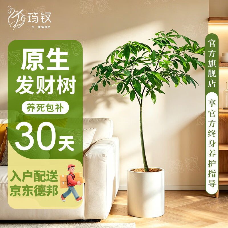 筠钗原生发财树客厅盆栽大绿植办公室内八方来财开业送礼招财树落地 【原生发财树】1.4-1.6m(圆柱盆)