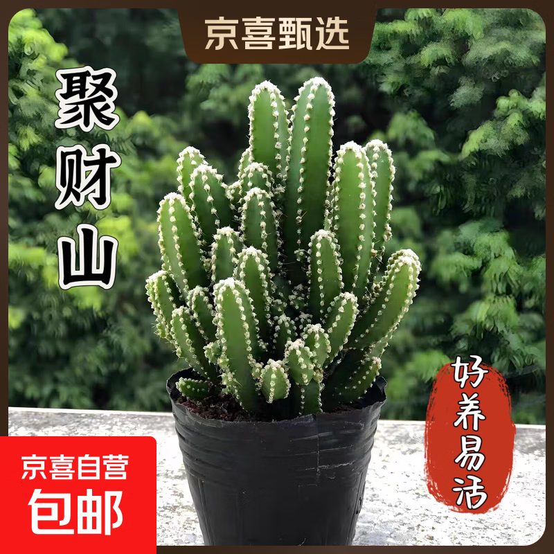 仙人掌万重山室内盆栽带盆高10-13cm 1.48元 - 86线报