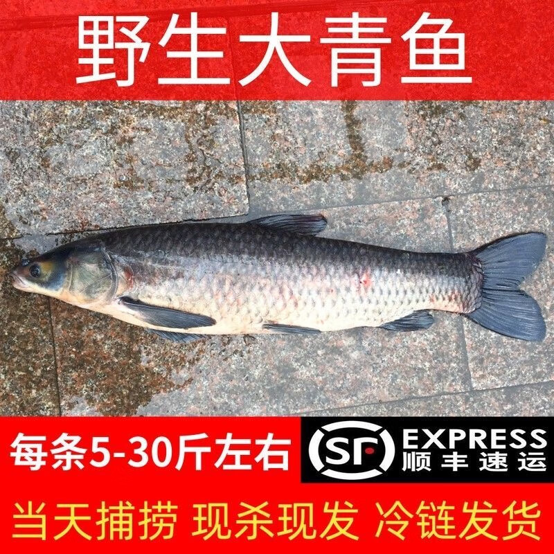 肴尚鲜 特大青鱼 螺蛳青 乌青鱼 螺丝青鱼 鲜活现杀 宰杀真空发货 7斤