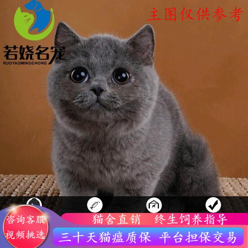 英国短毛矮脚短腿活体猫咪宠物猫猫舍直销疫苗齐全 宠物级 宠物级蓝猫