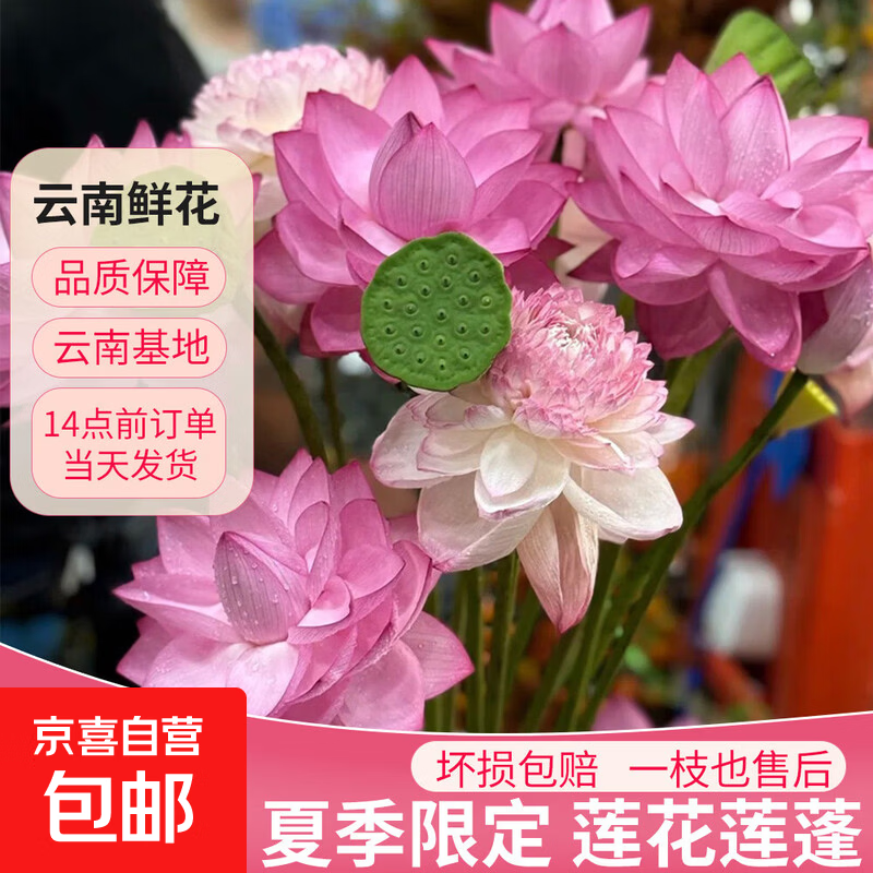 【顺丰冷链】夏季限定荷花莲蓬鲜花云南直发冷链到家渠道专享 【单瓣】荷花粉色5枝
