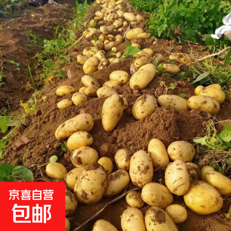 当季现挖河南新土豆黄皮黄心现挖新鲜蔬菜源产地发货包邮新鲜蔬菜 新鲜土豆带箱2斤 小果