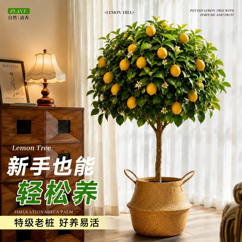 娅莉娜（YELEANA）香水柠檬树盆栽带果客厅绿植大型植物室内阳台禄植四季好养除甲醛 【带果】柠檬树1.6-1.8m聚宝盆