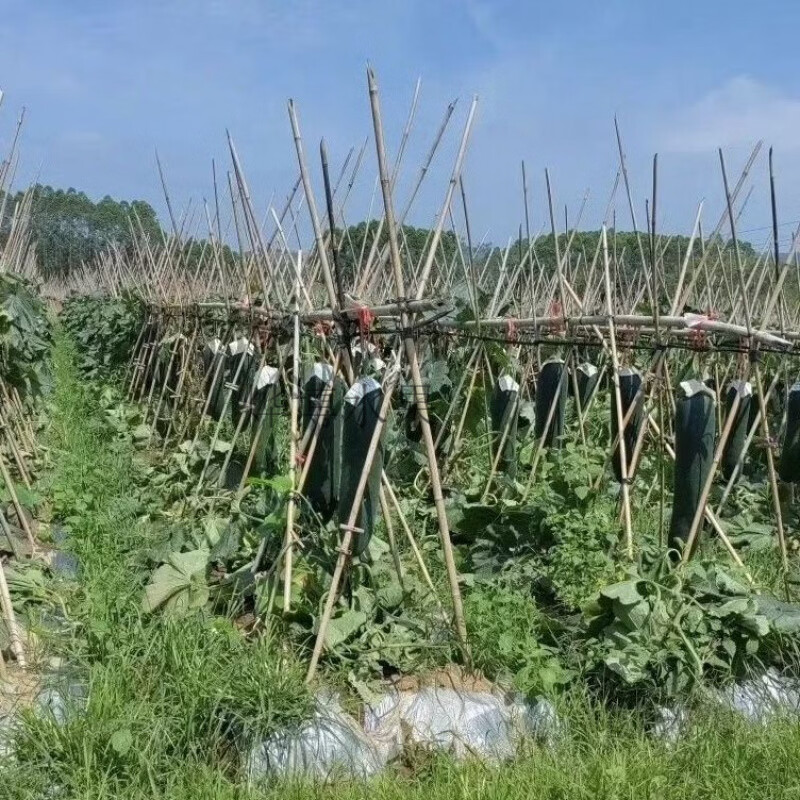 广东新鲜超大青皮冬瓜专用清凉消暑超长光滑降温舒服正宗大冬瓜 新鲜大冬瓜 24斤