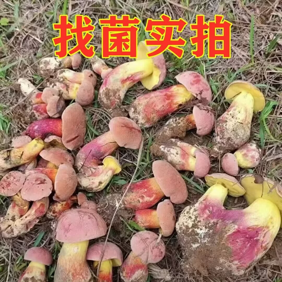 云南野生见手青新鲜牛肝菌当季野生菌红葱蘑菇野生顺丰现发见手青 520g一斤精品质量装