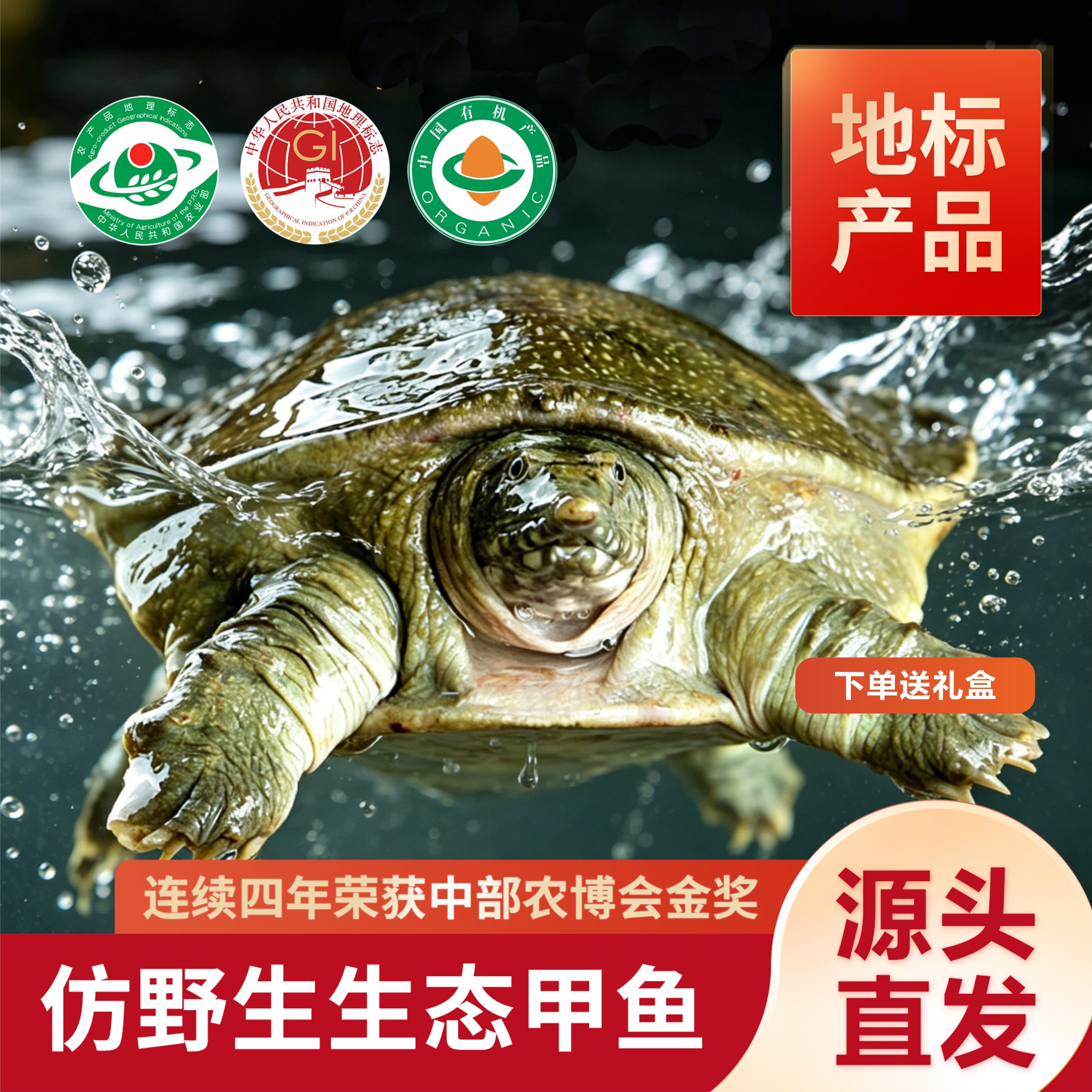 禾田甲(生态)汉寿甲鱼鲜活捕捞2.75-
3.0斤1只 下单送礼盒