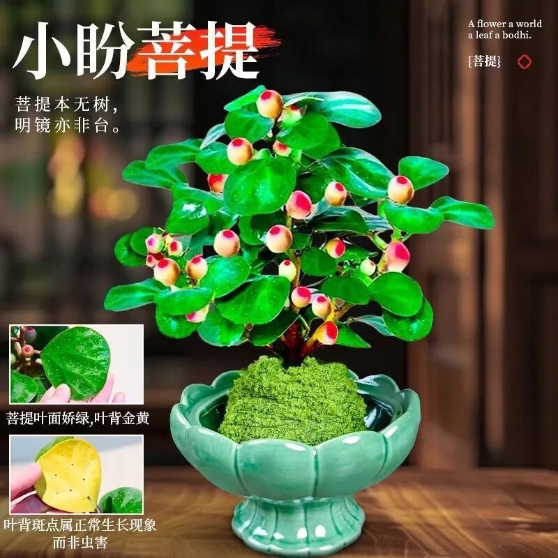 【小盼菩提带盆】莲花小盆栽美观禅意带果茶桌面办公室内好养绿植 菩提(智慧之树) 小盼菩提青玉莲花盆