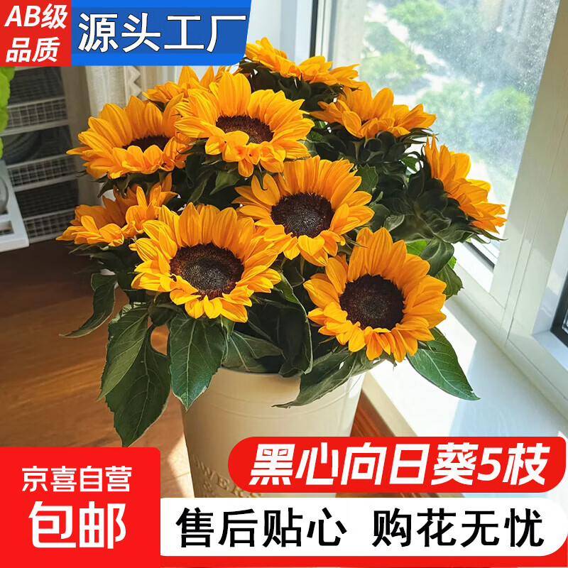 黑心向日葵鲜花云南基地直发水养鲜切花中考高考升职花束一举夺魁 高品质-黑心向日葵5枝【50-60cm】