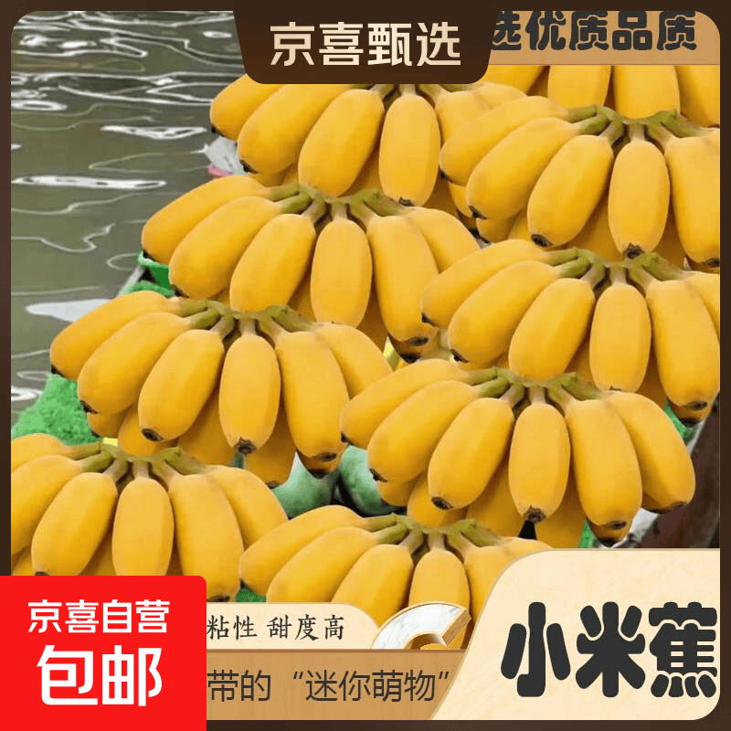 正宗广西小米蕉新鲜香蕉当季新鲜水果优选品质现采现发一整箱包邮 小米蕉带箱3斤净重2.6斤+