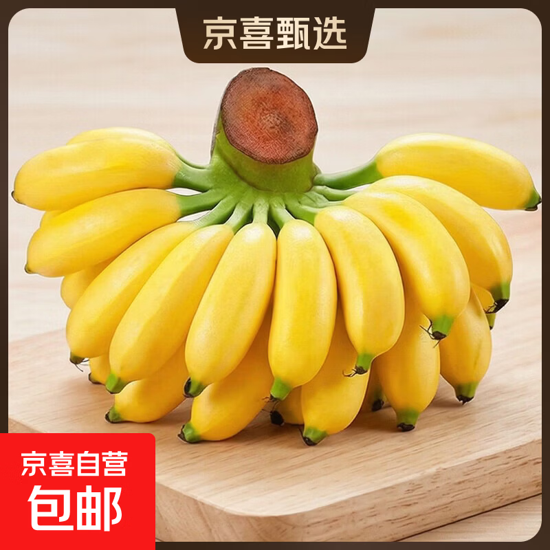 京喜加正宗广西小米蕉产地直供粉糯芭蕉水果皇帝蕉坏果包赔翕果13 小米蕉 带箱5斤净重4.5斤