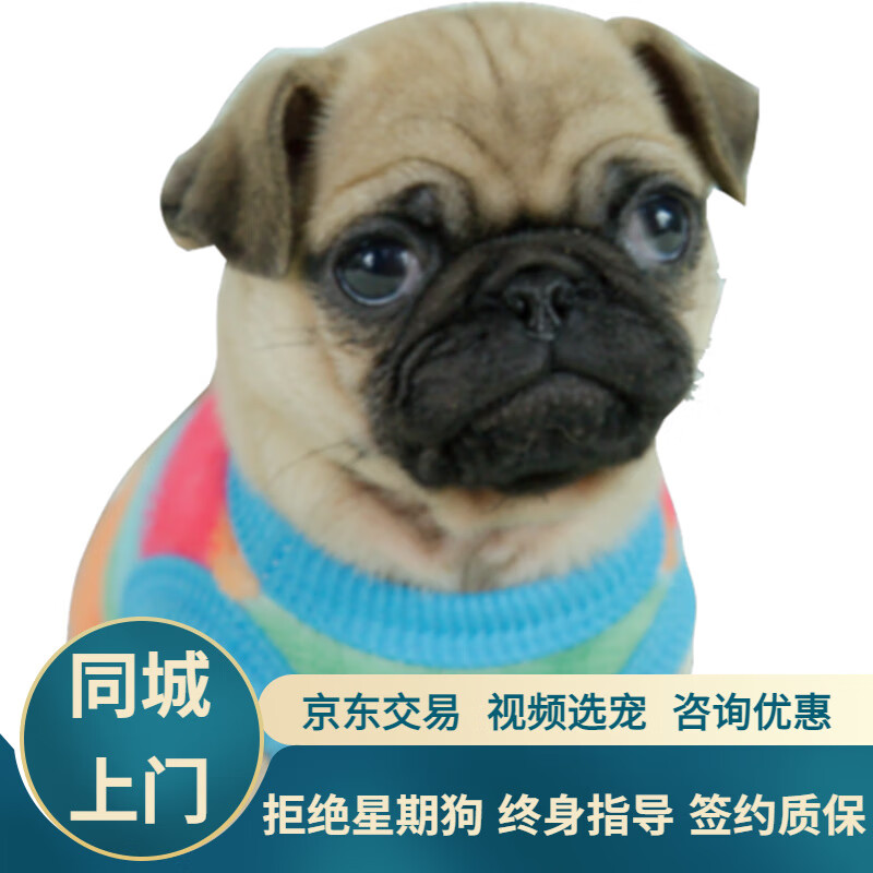 宁宠 纯种巴哥幼犬狗活体宠物狗八哥狗狗活体巴哥犬活体狗狗宠物活体