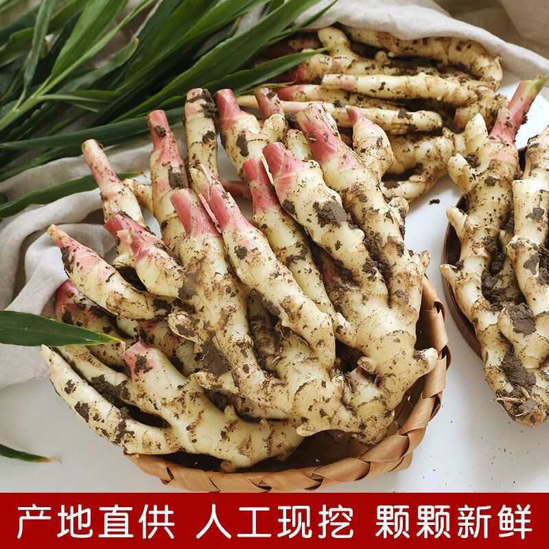 广西现挖正宗大块嫩姜红芽新鲜生姜鲜姜仔姜芽农家自种新鲜嫩姜 【净重5斤】广西现挖嫩姜