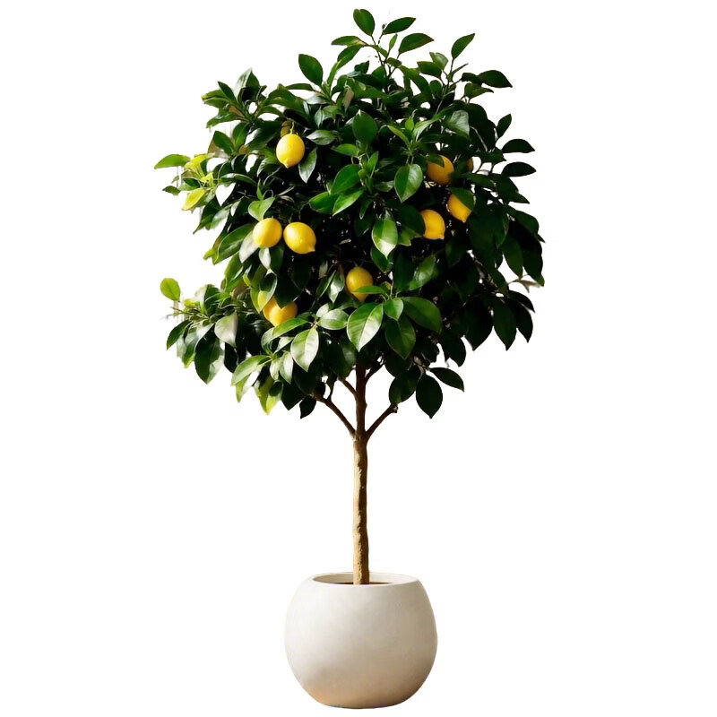 娅莉娜（YELEANA）香水柠檬树盆栽带果客厅绿植大型植物室内阳台禄植四季好养除甲醛 【带果】柠檬树1.6-1.8m聚宝盆