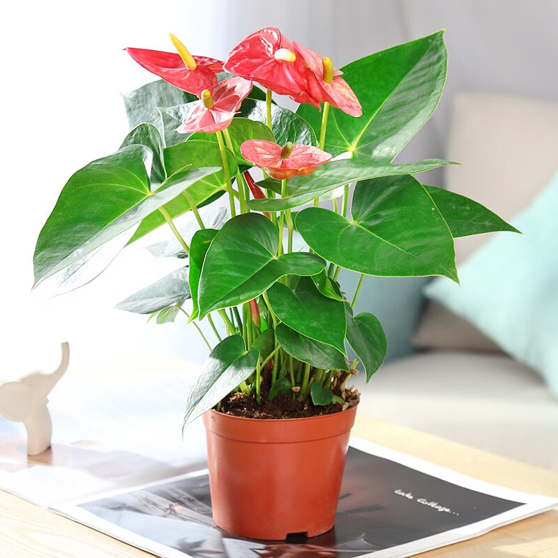 蝶之艺 红掌绿植盆栽室内花卉易活一帆风顺好养喜水四季常青植物 红掌