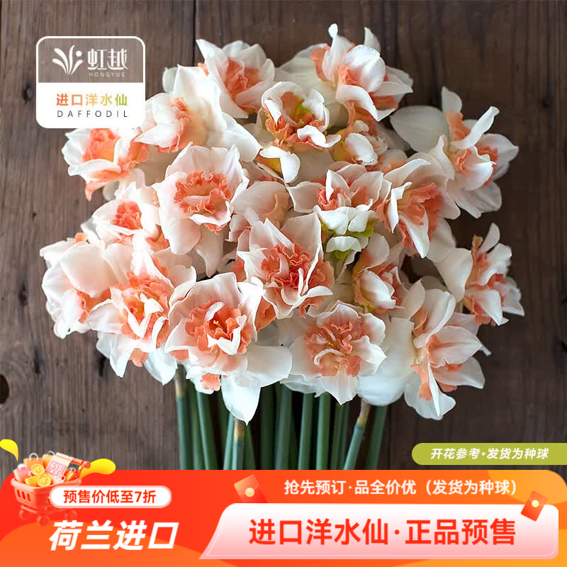 虹越2026新品洋水仙种球荷兰进口围裙水仙盆栽地栽多年生球根花卉预售 【进口洋水仙·3球】利普利特（14/16）