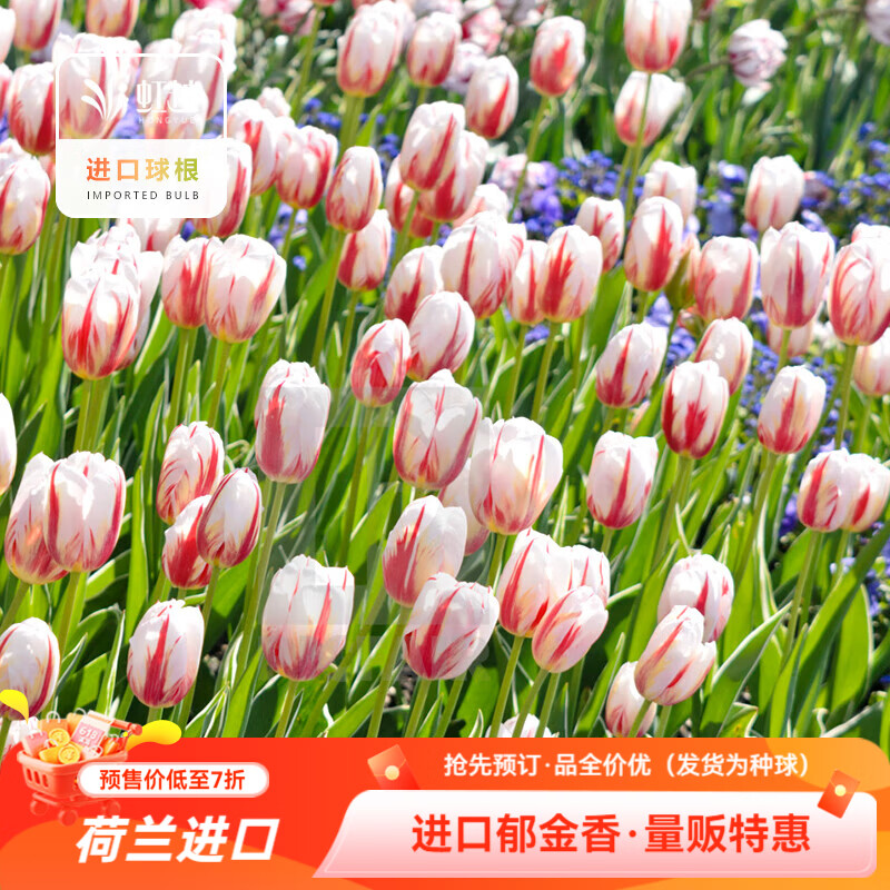 虹越（HONGYUE）2026新品量贩 荷兰进口郁金香5度种球阳台盆栽庭院花镜球根预售 【进口5度球·12球】幸福一代（12+）