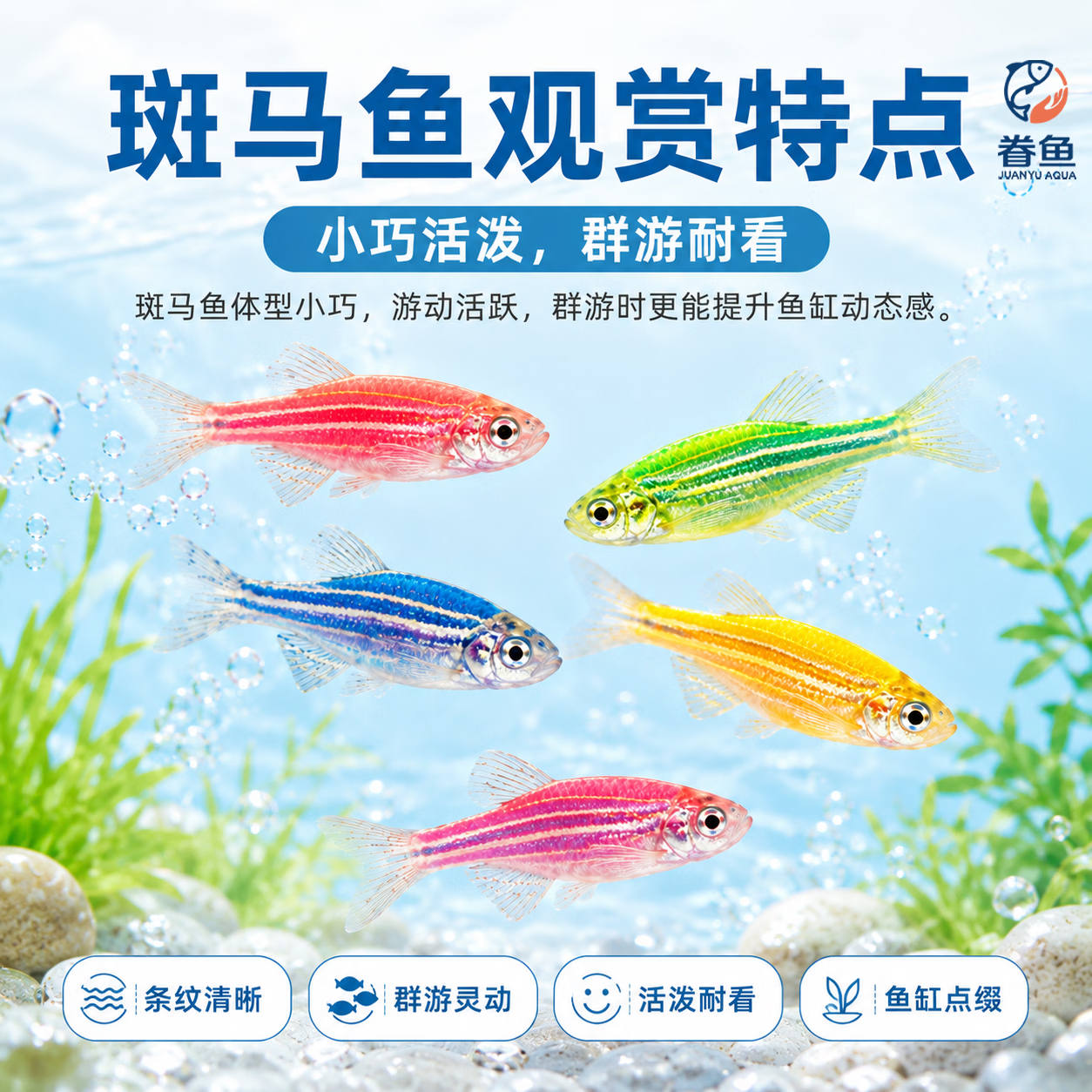 眷鱼七彩斑马鱼【顺丰发货】观赏鱼新手好养小型热带鱼群游淡水鱼 【顺丰包邮】2-3cm黄色斑马鱼13条 送鱼粮