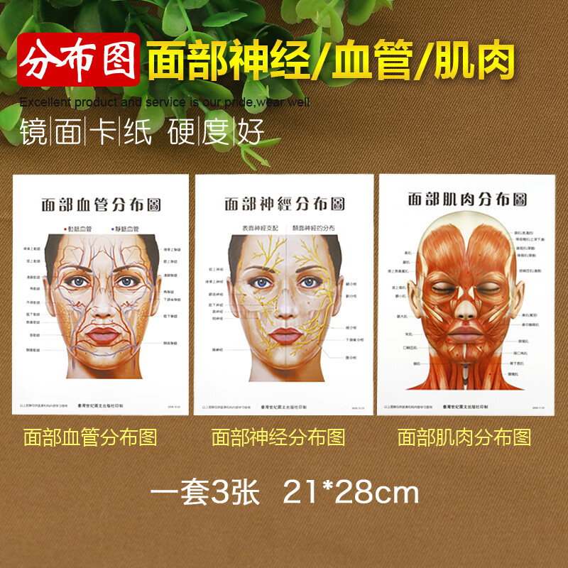面部神经分布图血管肌肉三张一套美容微整形从业 参考辅助图 面部分布
