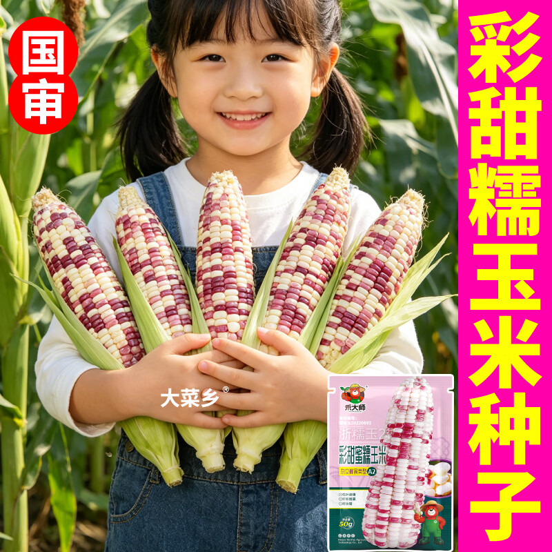 大菜乡彩甜糯玉米种子香软花糯玉米种籽白黄黑黏苞谷籽四季播种大田早熟 【彩甜糯+黄甜糯】玉米种子各1包(1包约50粒)+1包肥