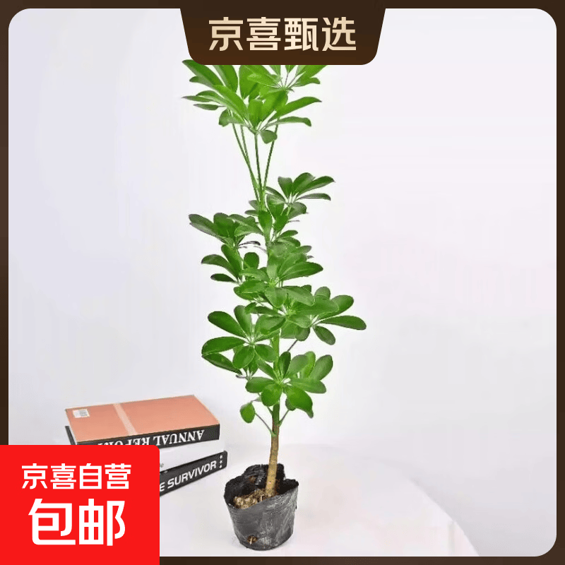 大型客厅鸭脚木盆栽办公室招财树绿植花卉八方来财鸭掌木四季常青 带袋带土总高40厘米青鸭（1棵）
