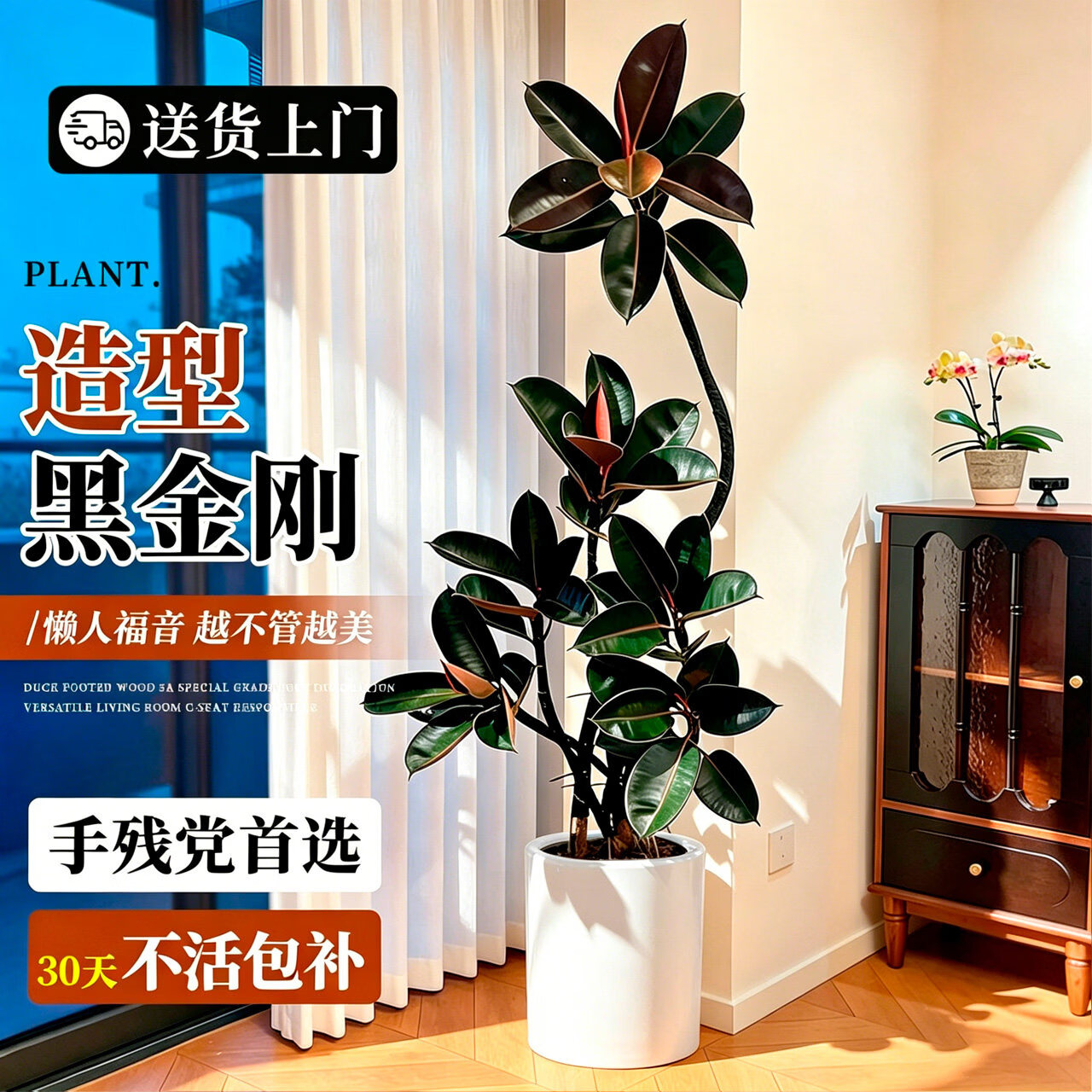 叹为观止 大型盆栽 单杆辫子发财树天堂鸟绿萝散尾葵办公室内开业乔迁礼品 黑金刚1.5-1.7米【黑色圆球盆】 含盆