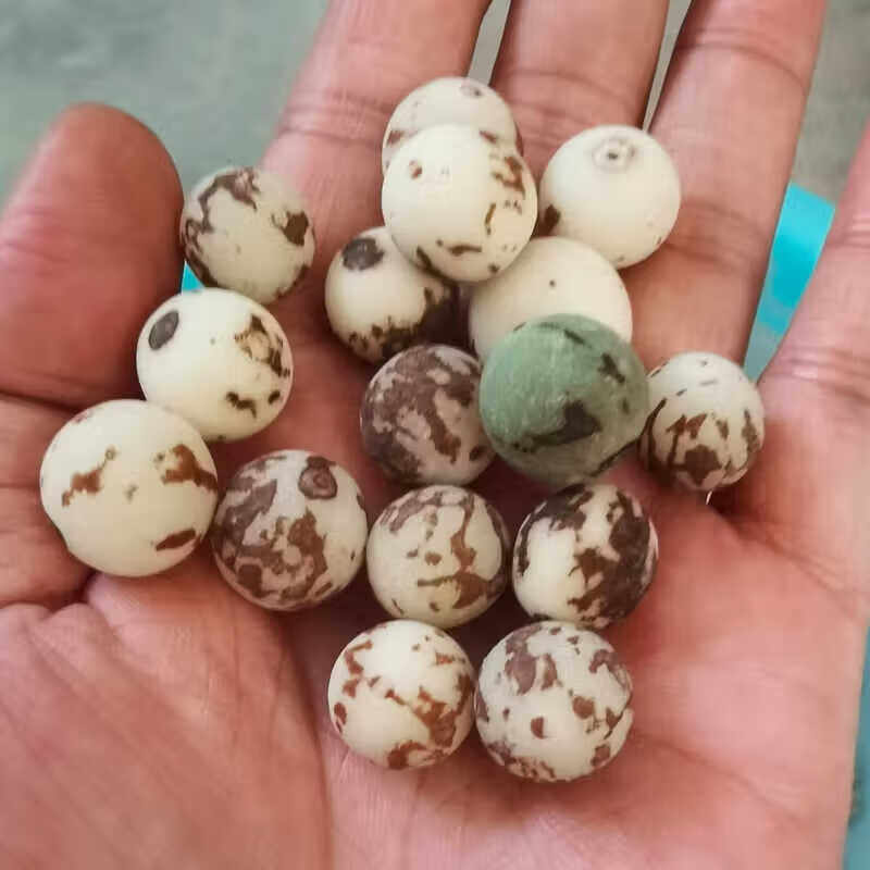菩提子原籽白玉菩提根原籽原果未打磨原料贝叶棕去皮大果散珠风化 带皮20-22mm一斤装【约60颗】
