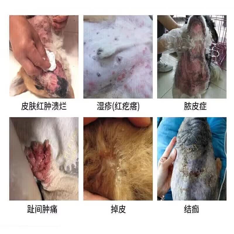 布尔派特氟苯尼考溶液宠呋嘉骏宠威加宠物狗狗猫咪皮肤瘙痒真细菌螨虫喷剂 宠威加【复合维生素B】 100ml*1瓶 【授权】