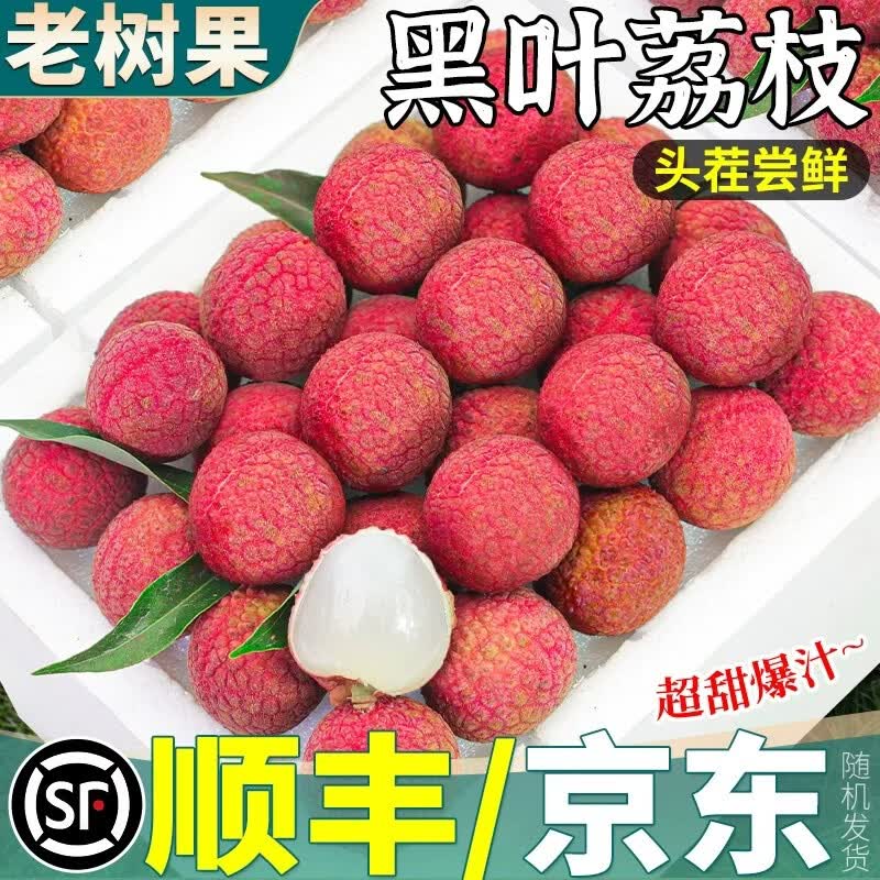 颜曼箐黑叶荔枝【JD顺丰-多地次日达】新鲜水果荔枝端午节礼物礼盒 3斤A+级【甄选尝鲜装-较划算】净2.5斤