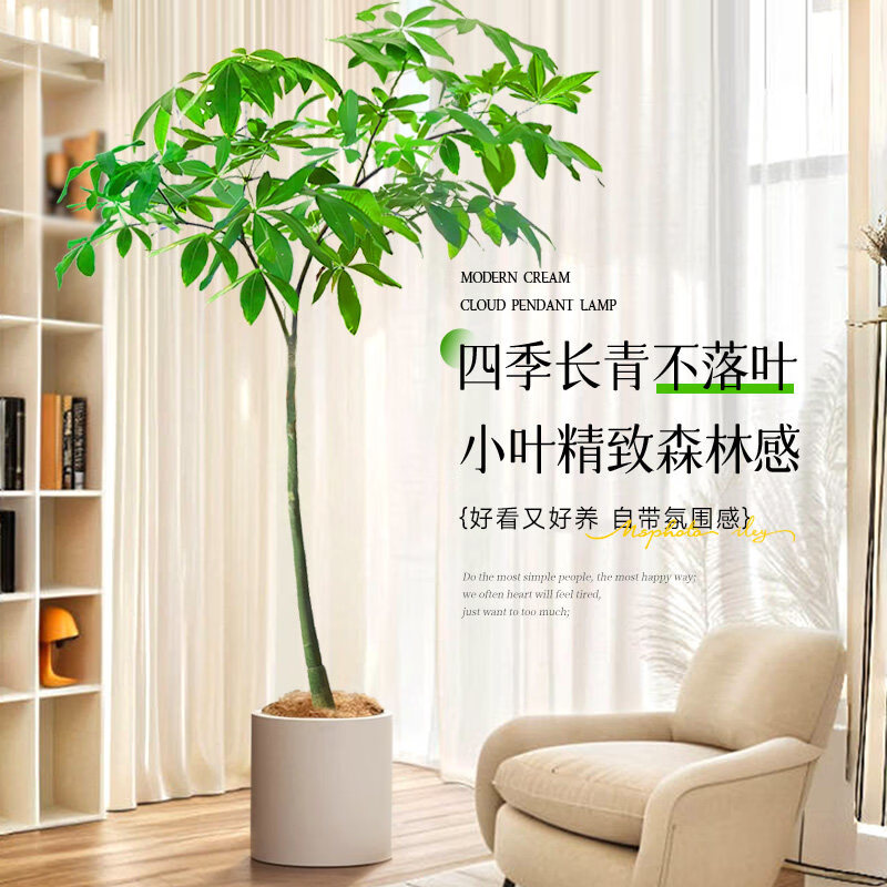 筠钗原生发财树客厅盆栽大绿植办公室内八方来财开业送礼招财树落地 【原生发财树】1.4-1.6m(圆柱盆)