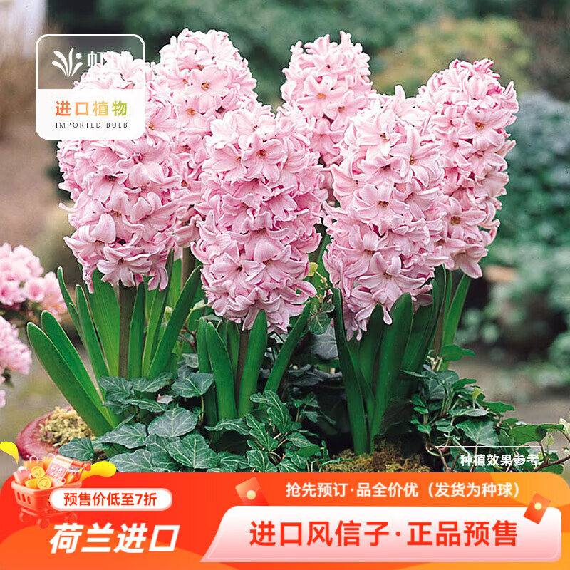 虹越（HONGYUE）2026新品风信子种球荷兰进口土培水培阳台盆栽地栽球根花卉预售 【进口风信子·3球】芬达（16/17）