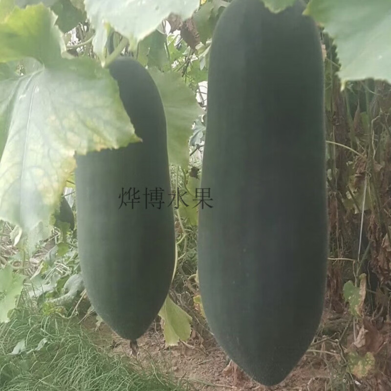 广东新鲜超大青皮冬瓜专用清凉消暑超长光滑降温舒服正宗大冬瓜 新鲜大冬瓜 24斤