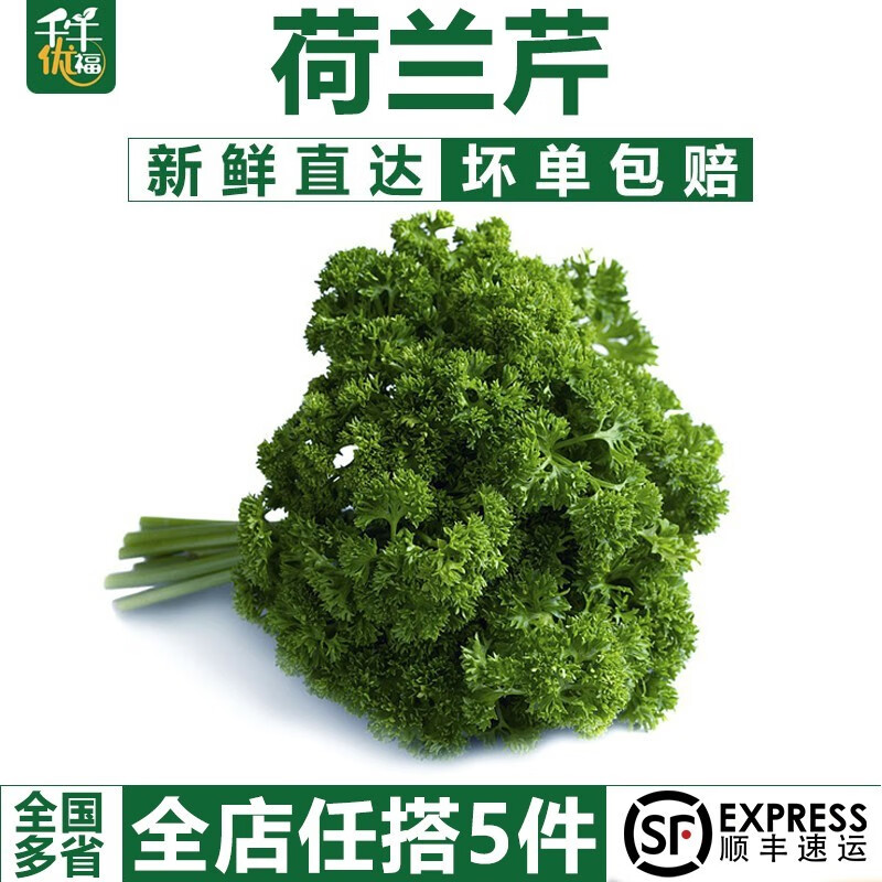 千牛优福荷兰芹250g-500g 新鲜香芹菜 番茜 洋芫荽番荽 西餐摆盘装饰 250g