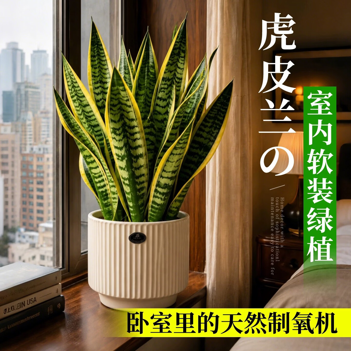 娅莉娜(YELEANA)金边虎皮兰桌面盆栽绿植室内办公室植物植物小盆栽客厅 虎皮兰-30-40cm-育苗盆