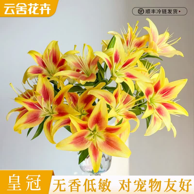 云舍花卉云南昆明直发浓香型单瓣罗蒂黄天霸百合鲜切花室内水培装饰包邮 【无香亲和】皇冠亚百合5枝 精选款【生花苞发货一单普通快递两单顺丰或京东空运】