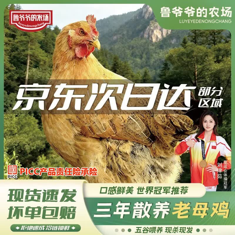 鲁爷爷的农场清真老母鸡新鲜现杀山林散养正宗老母鸡煲汤土鸡三年以上 3年老母鸡 净重2.9-3.1斤/1只 送料包