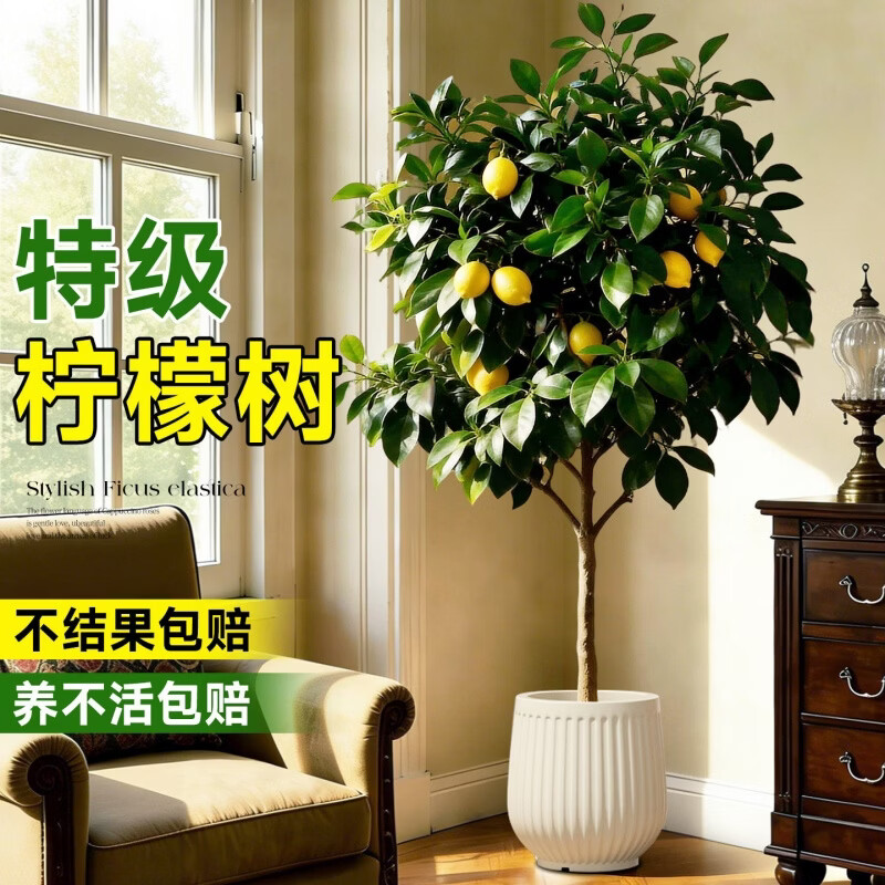 娅莉娜(YELEANA)香水柠檬树盆栽带果客厅绿植大型植物室内阳台禄植四季好养除甲醛 【带果】柠檬树1.6-1.8m聚宝盆 京东折扣/优惠券