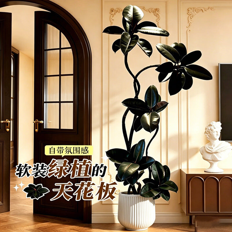叹为观止 大型盆栽 单杆辫子发财树天堂鸟绿萝散尾葵办公室内开业乔迁礼品 黑金刚1.5-1.7米【黑色圆球盆】 含盆
