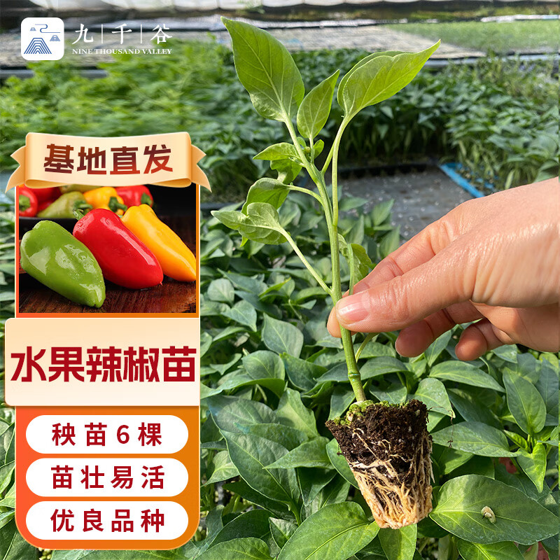 九千谷辣椒苗秧苗水果辣椒苗 菜苗秧蔬菜苗子七彩椒彩菜椒种苗 6棵