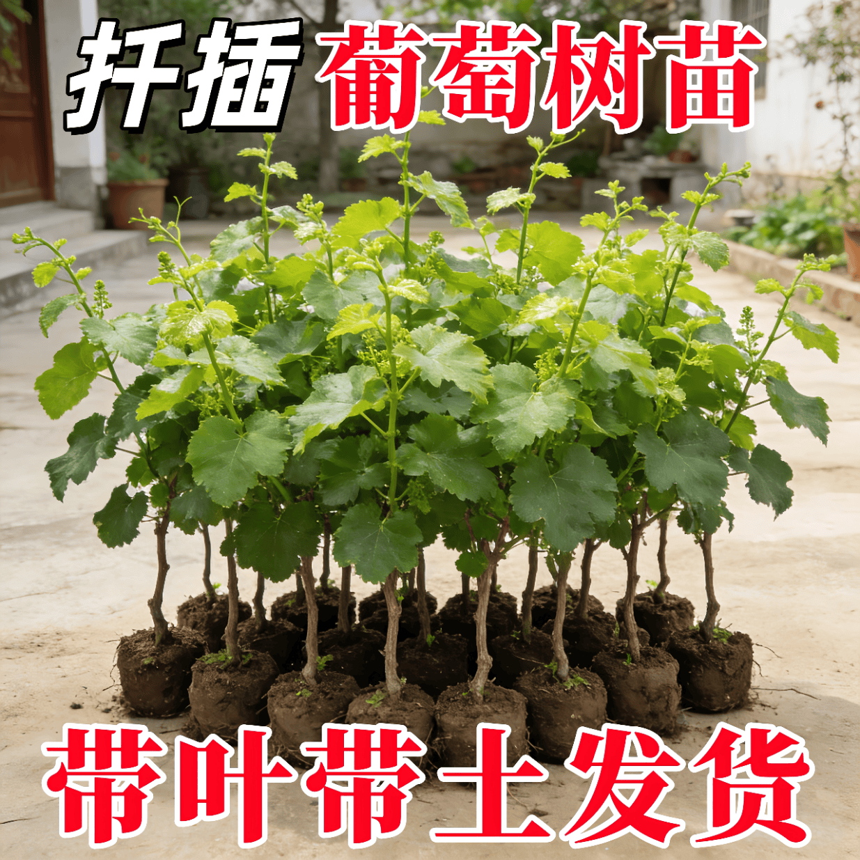 翩然【2棵】葡萄小苗巨峰阳光玫瑰果树苗无籽南北方四季种植盆栽庭院 【2棵】（巨峰葡萄）原盆原土带叶/20-30cm高
